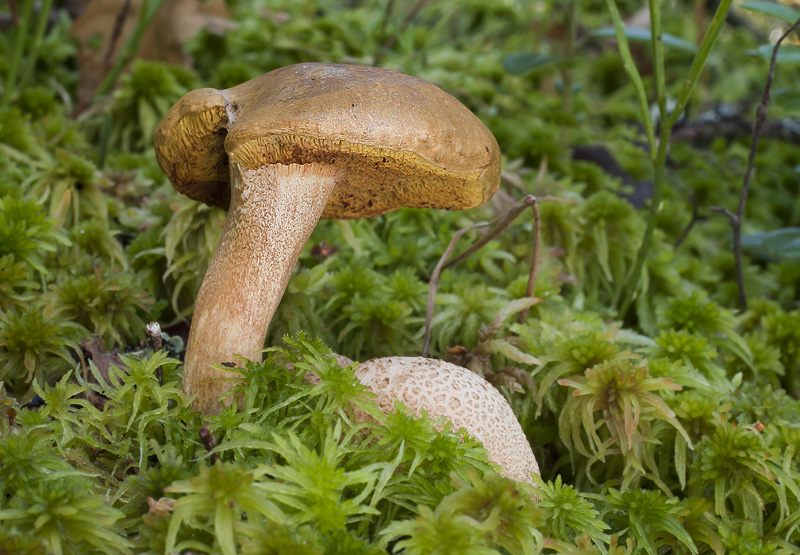 Pseudoboletus parasiticus